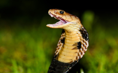 Can Boar and Snake Find Happiness Together?