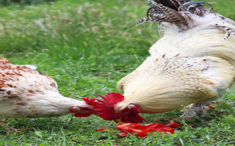 Goat vs Rooster: Whos the Better Partner in Love?