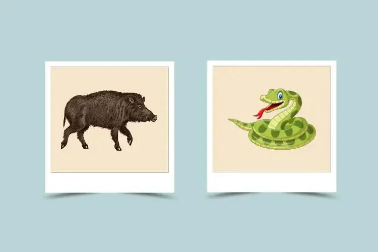 d58660067d253ecdc71ff9024ac94411 Can Boar and Snake Find Happiness Together?