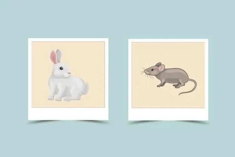 2fe1e17c0d47e06dbdb5461c0802098e Rabbit and Rat Compatibility: Will This Zodiac Pair Find Love or Clash in Conflict?