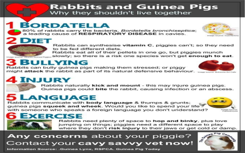 Rabbit and Pig Compatibility: Do They Get Along Well? Learn the Truth!