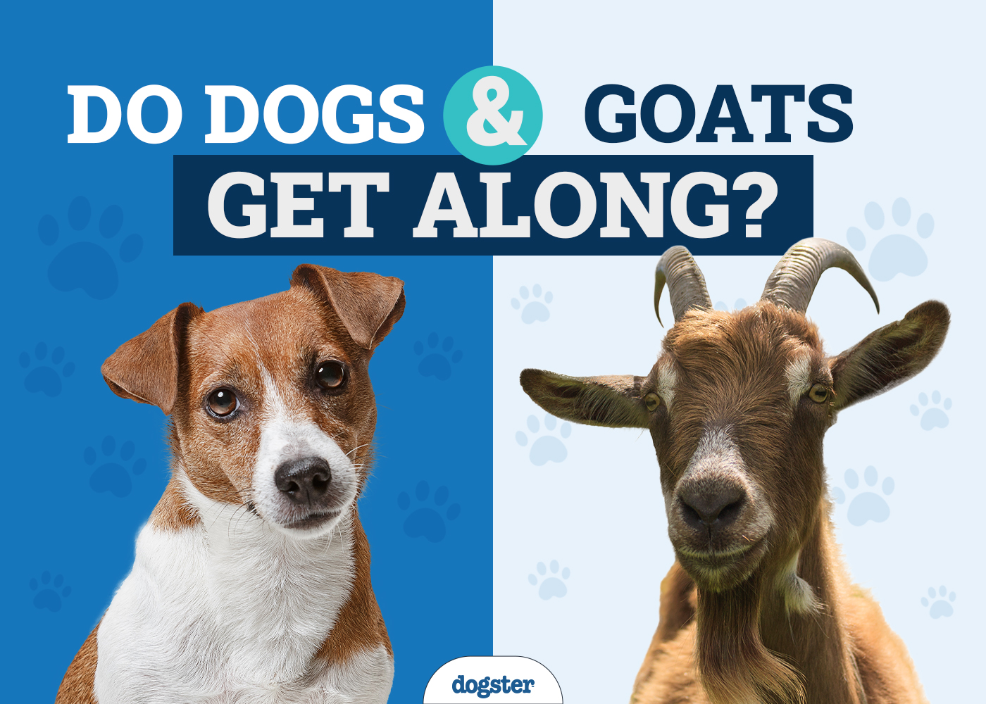 753ff51b54343d8a72e4523aadb92f7a Do Male Goats and Female Dogs Get Along? (Understanding Male Goat and Female Dog Compatibility)