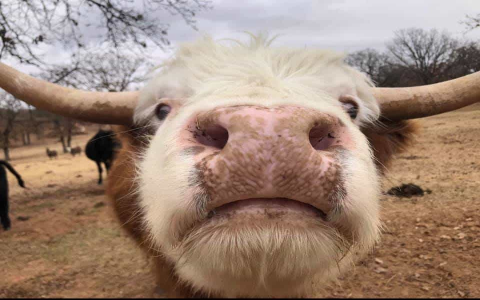 ox ox compatibility: will two oxen find love or butt heads?
