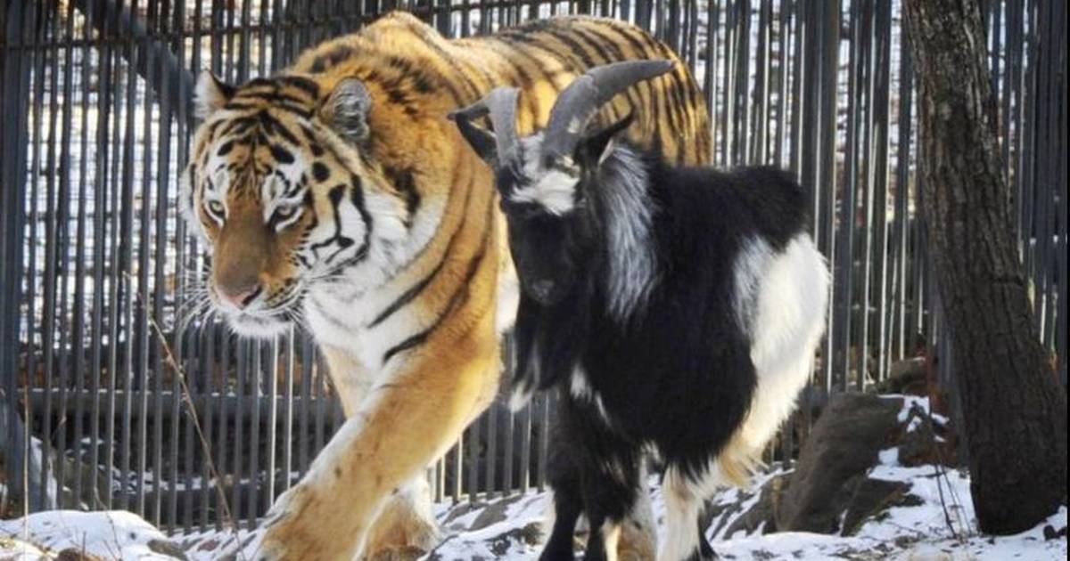 8770f6777657ea36fa99510c05baacd2 Goat and Tiger Relationship: What Happens When These Two Animals Meet?