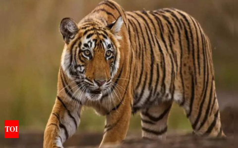 Goat and Tiger Relationship: What Happens When These Two Animals Meet?