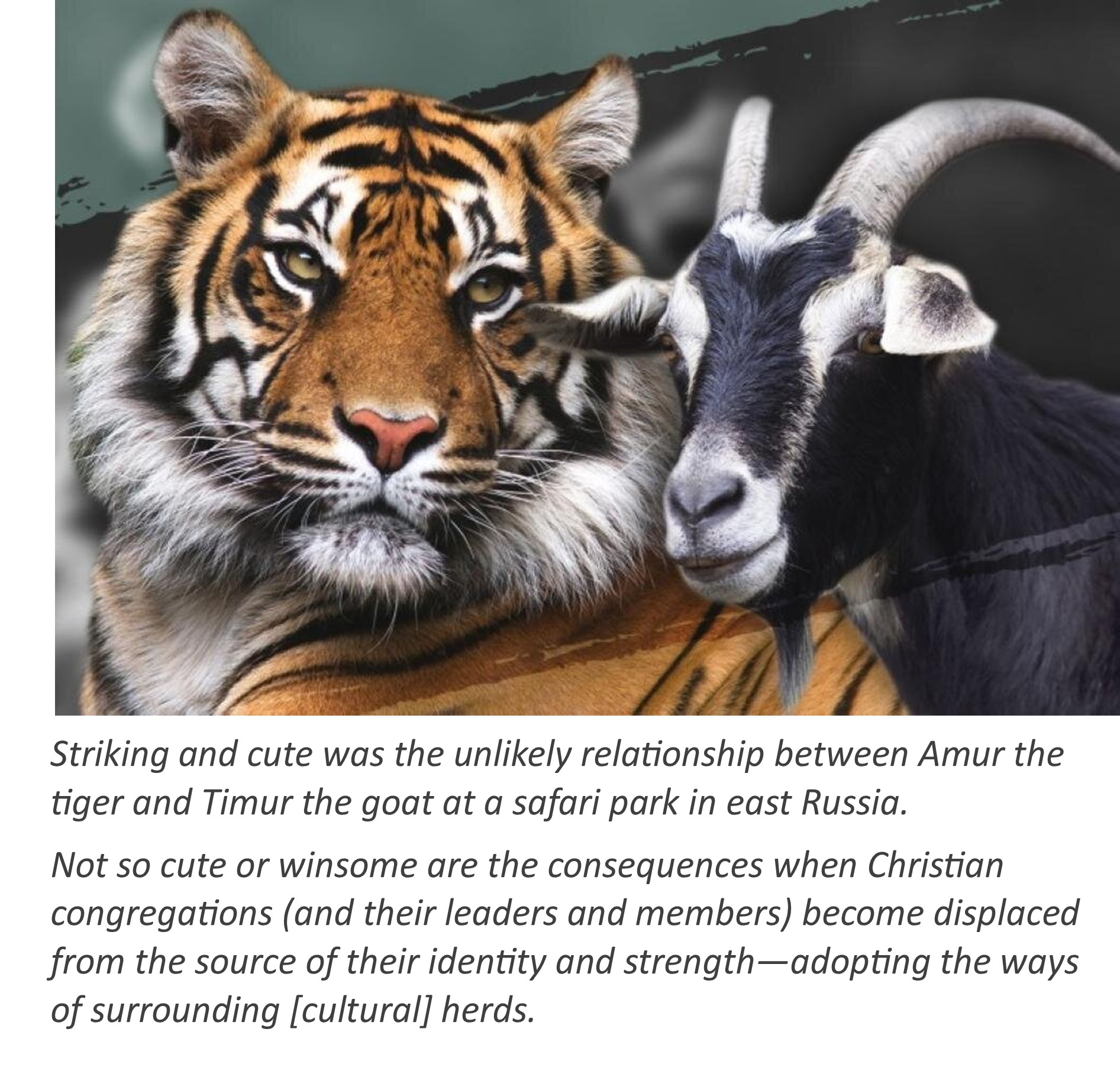 d820934693a7a5c276838e22bd46e594 Explore the Goat and Tiger Relationship: Easy Guide for You
