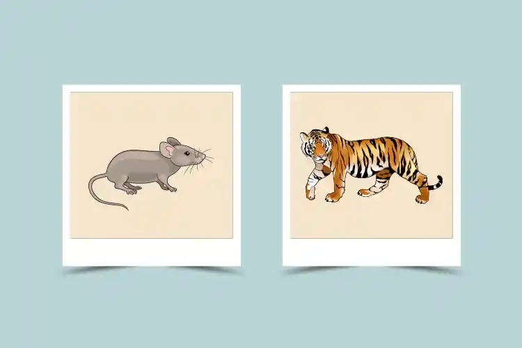 5d249c6c6bb430a44835da9137e36f22 Rat and Tiger: Zodiac Compatibility Secrets You Need To Know!