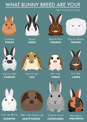 7438aeabdb4f6c48e0a277b669dba7d7 Aries Rabbit Breed Guide: Is This the Right Pet for You?
