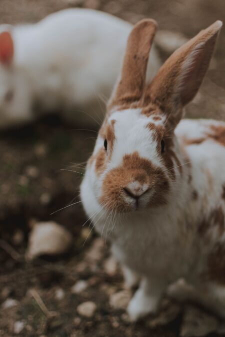 c3d4a5607511a445476d16c47bac4e36 Aries Rabbit Breed Guide: Is This the Right Pet for You?