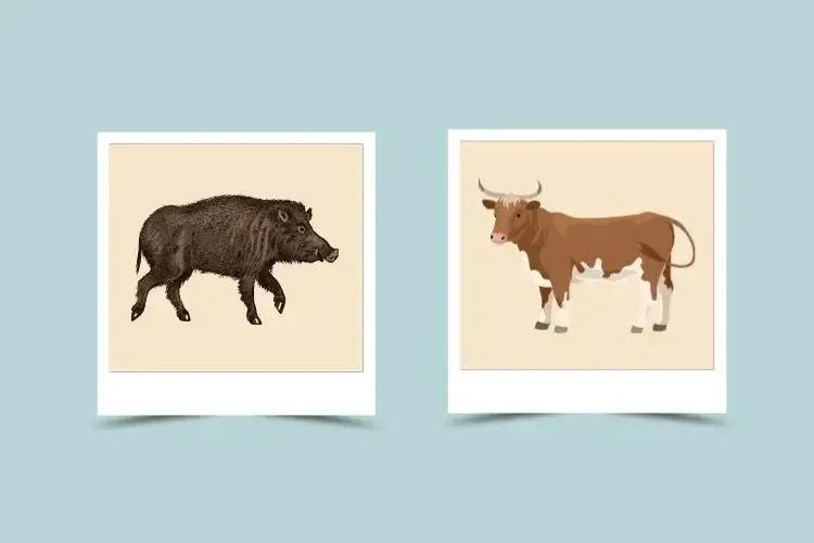 d241c2494d31afeec7b7aece77e2fcb5 Ox and Ox Love: A Complete Guide to understanding Relationship Compatibility.