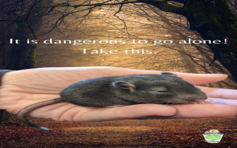 Dog and Rat Friendship Compatibility: Find Out If They Can Be Friends!