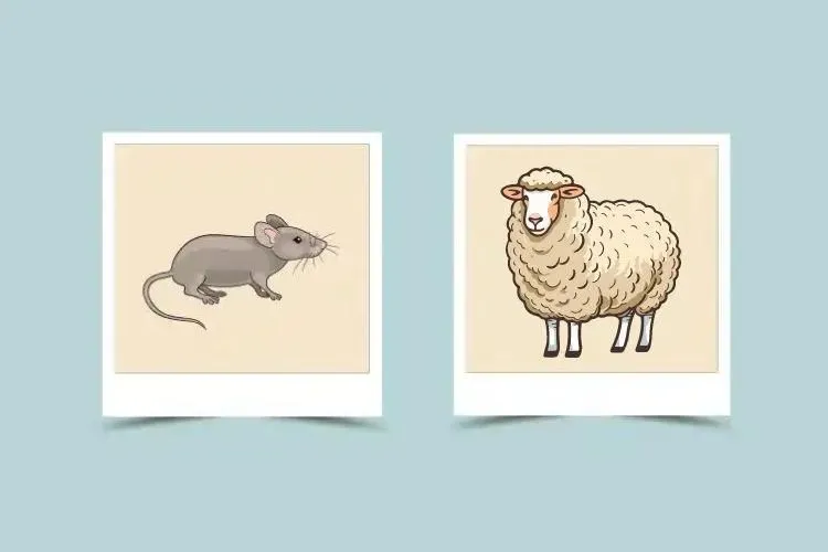f3dbd86963c8afcf47da95d6ef60d72d Rat and Sheep Compatibility: Can This Zodiac Pair Find Love?