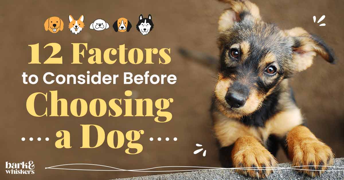 f54506741329dcbe6a047e916e435d7b Choosing a wood dog: What to consider before you buy.